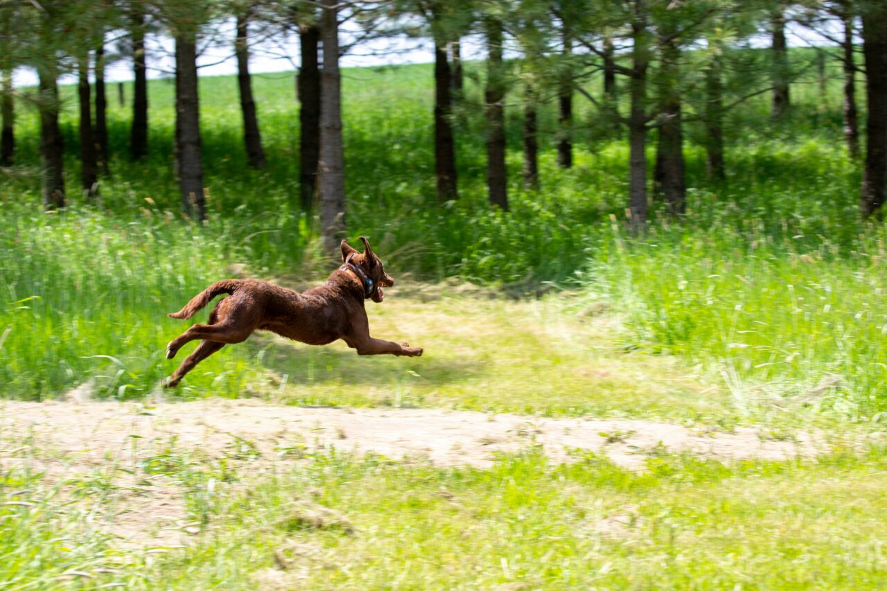 Kedi ve Köpek Kovucu Aletler Etkili mi?