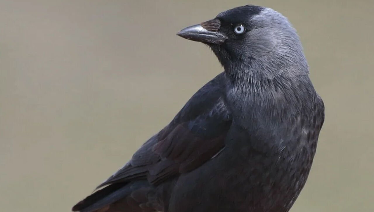 Kuş Kovucu Aletler Nasıl Etkili Olur?