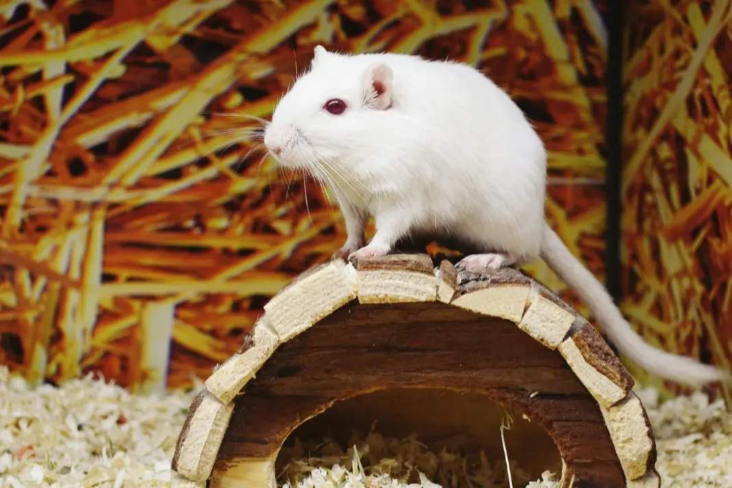 Fare Kovucu Nerelerde Kullanılır? 